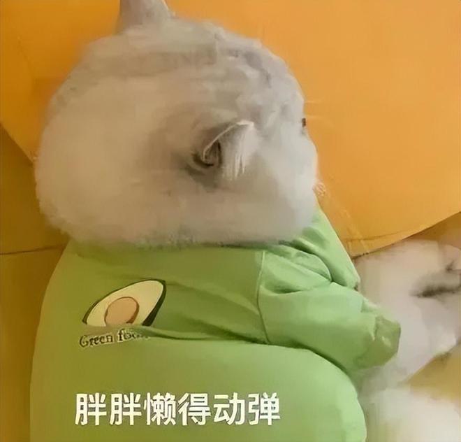 V女装走光的他是真疯了还是向家缺钱了PG麻将胡了向佐怎么癫成这样？穿深
